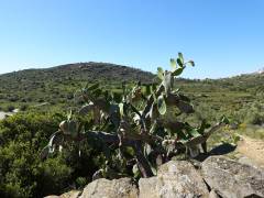 El Megalitic - Rosas