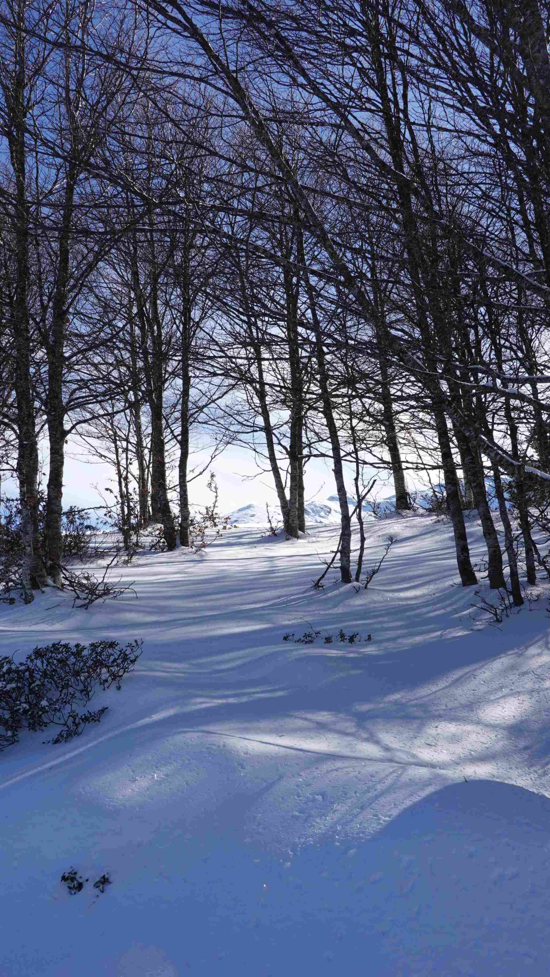 Raquettes aux Monts d'Olmes