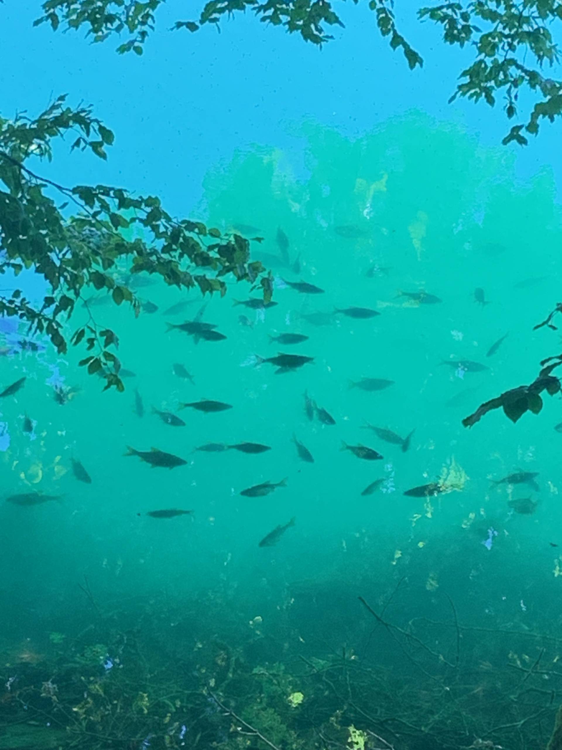 Lac Pavin - Lac Chauvet