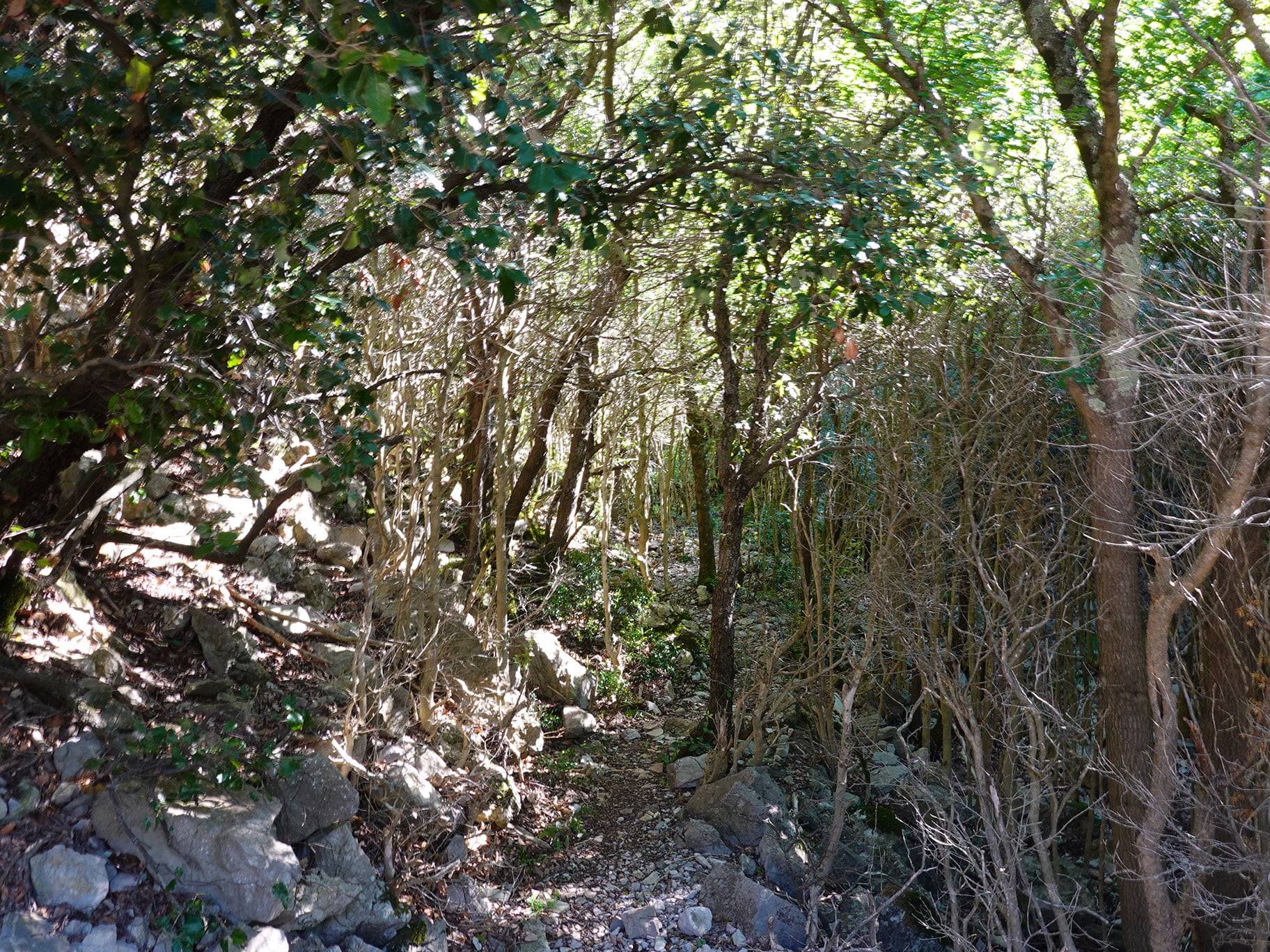 Les gorges de Galamus