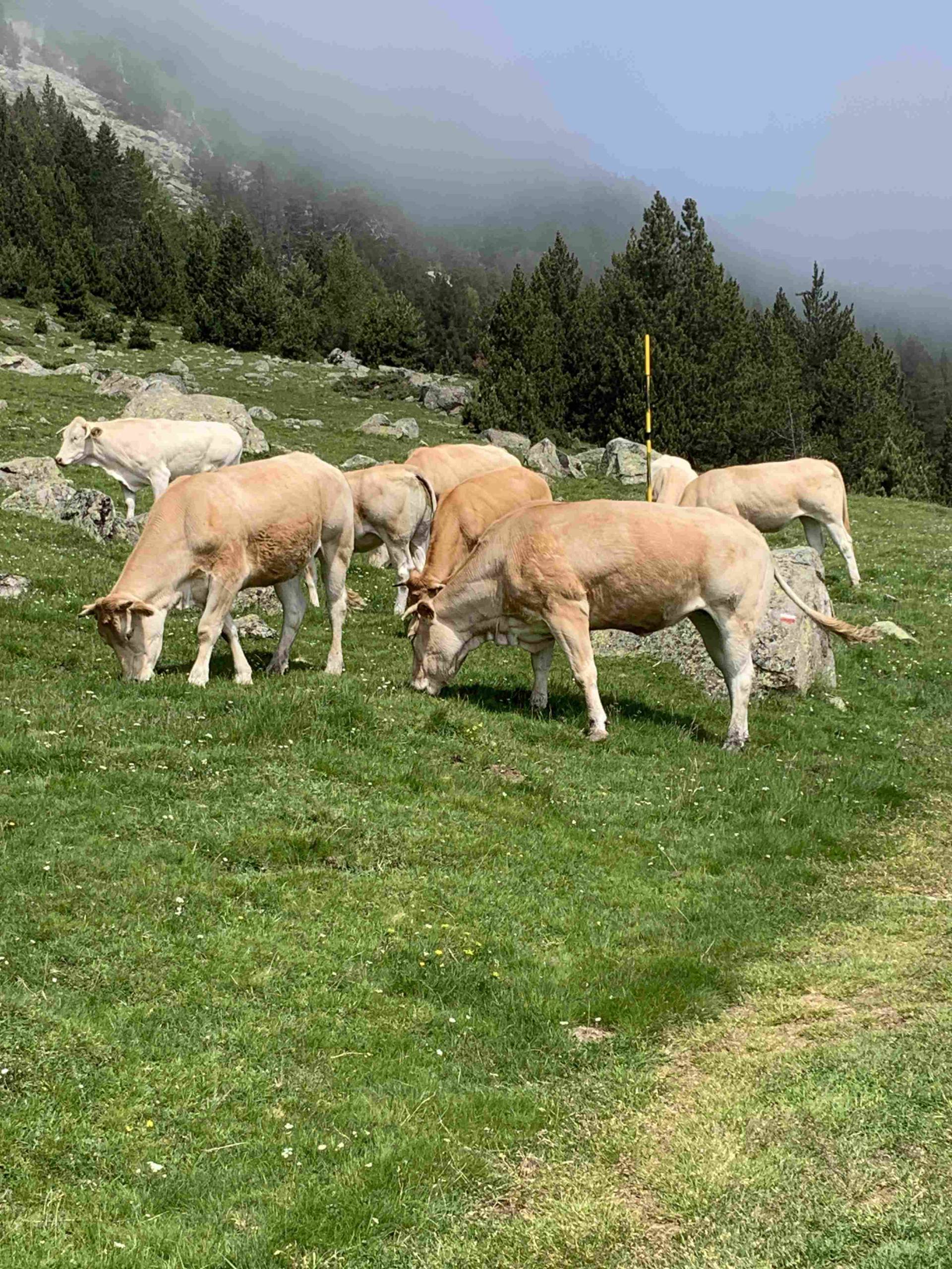 Réserve Naturelle de Néouvielle