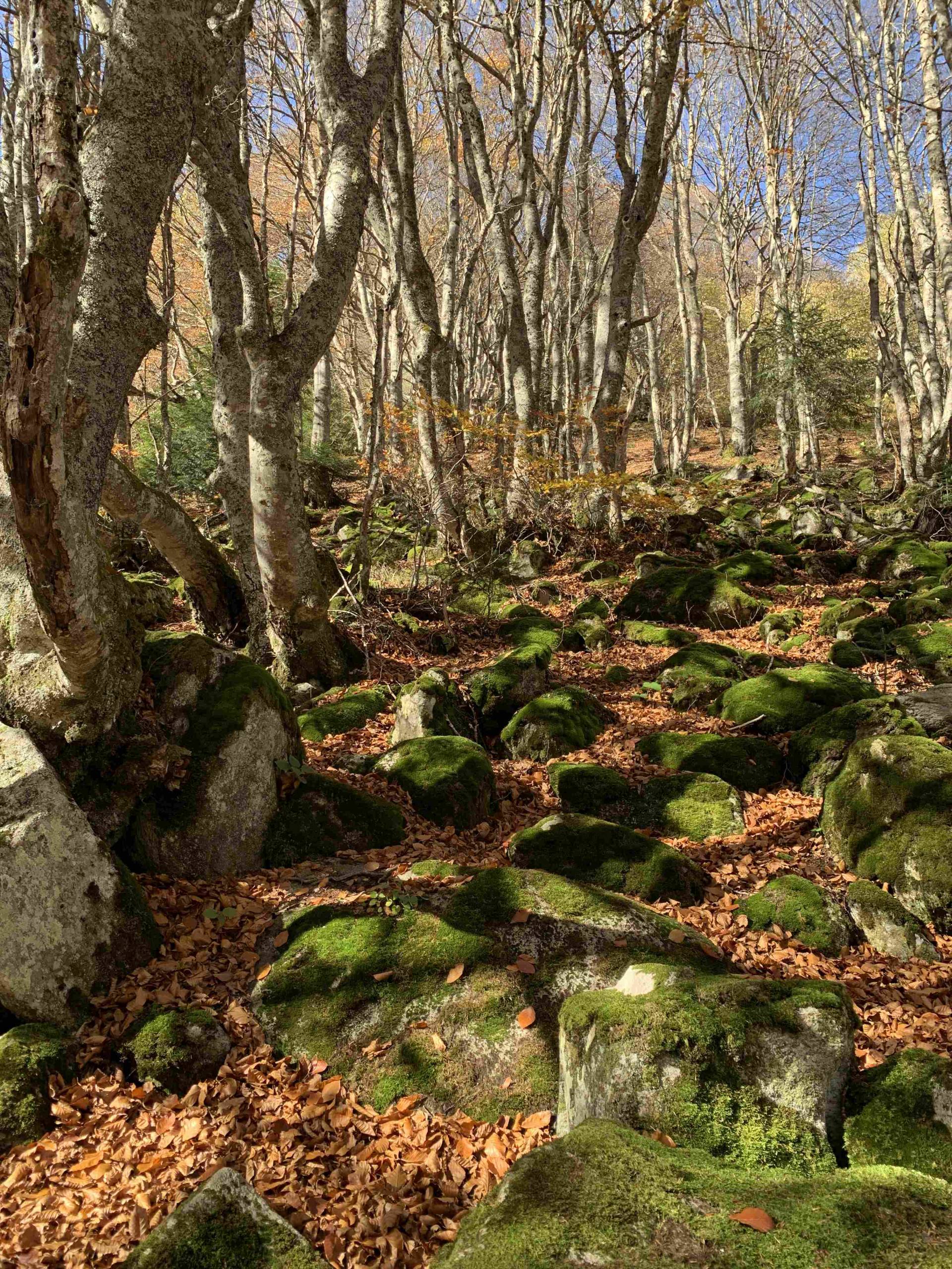 Étang de Comte - Sources Sulfureuses – Mérens-les-Vals