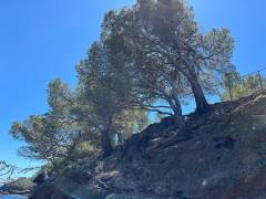 El Megalitic - Rosas