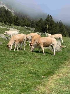 Réserve Naturelle de Néouvielle