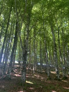 Lac Pavin - Lac Chauvet