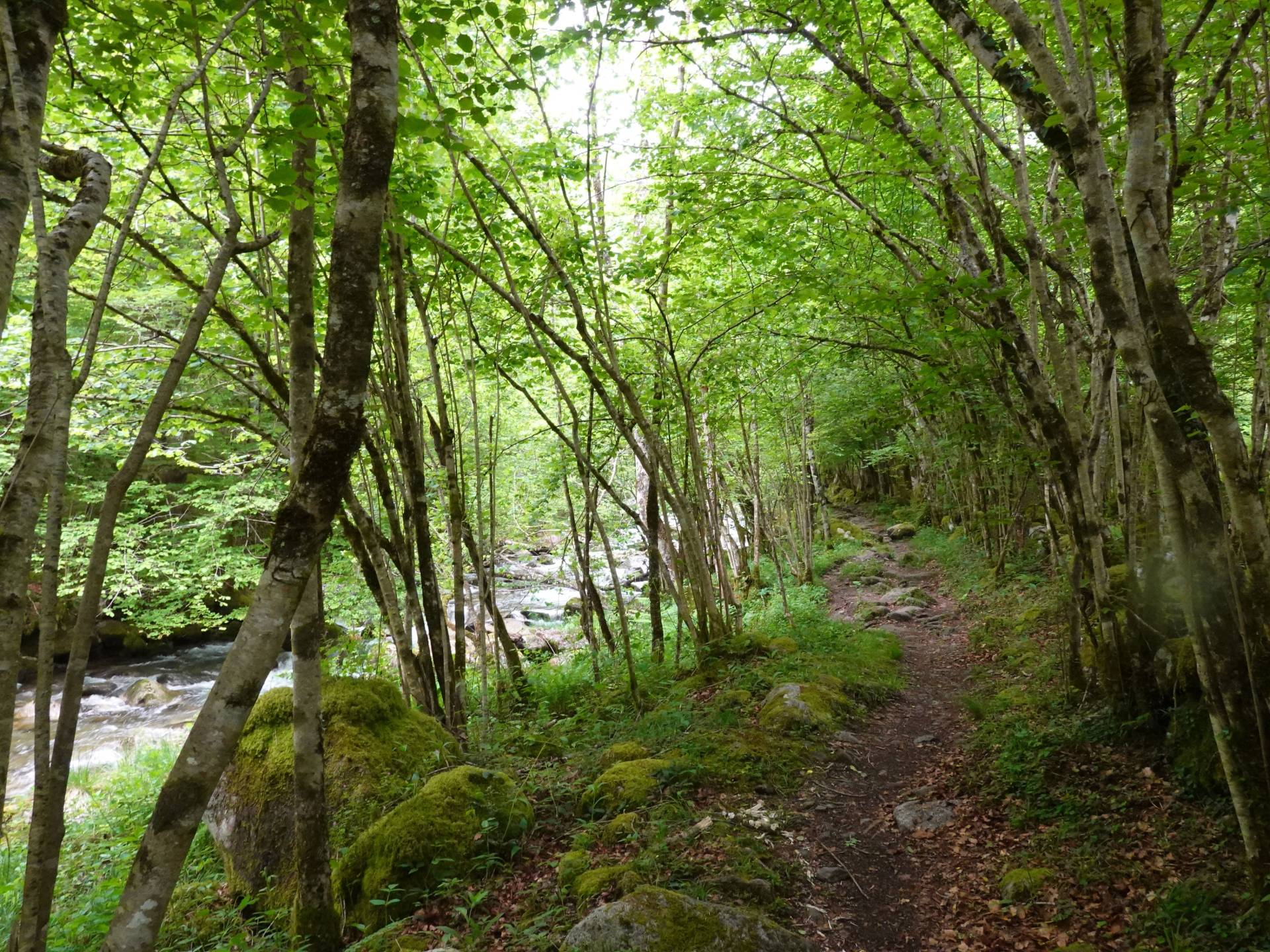 Cascades d'Ars et étang de Guzet