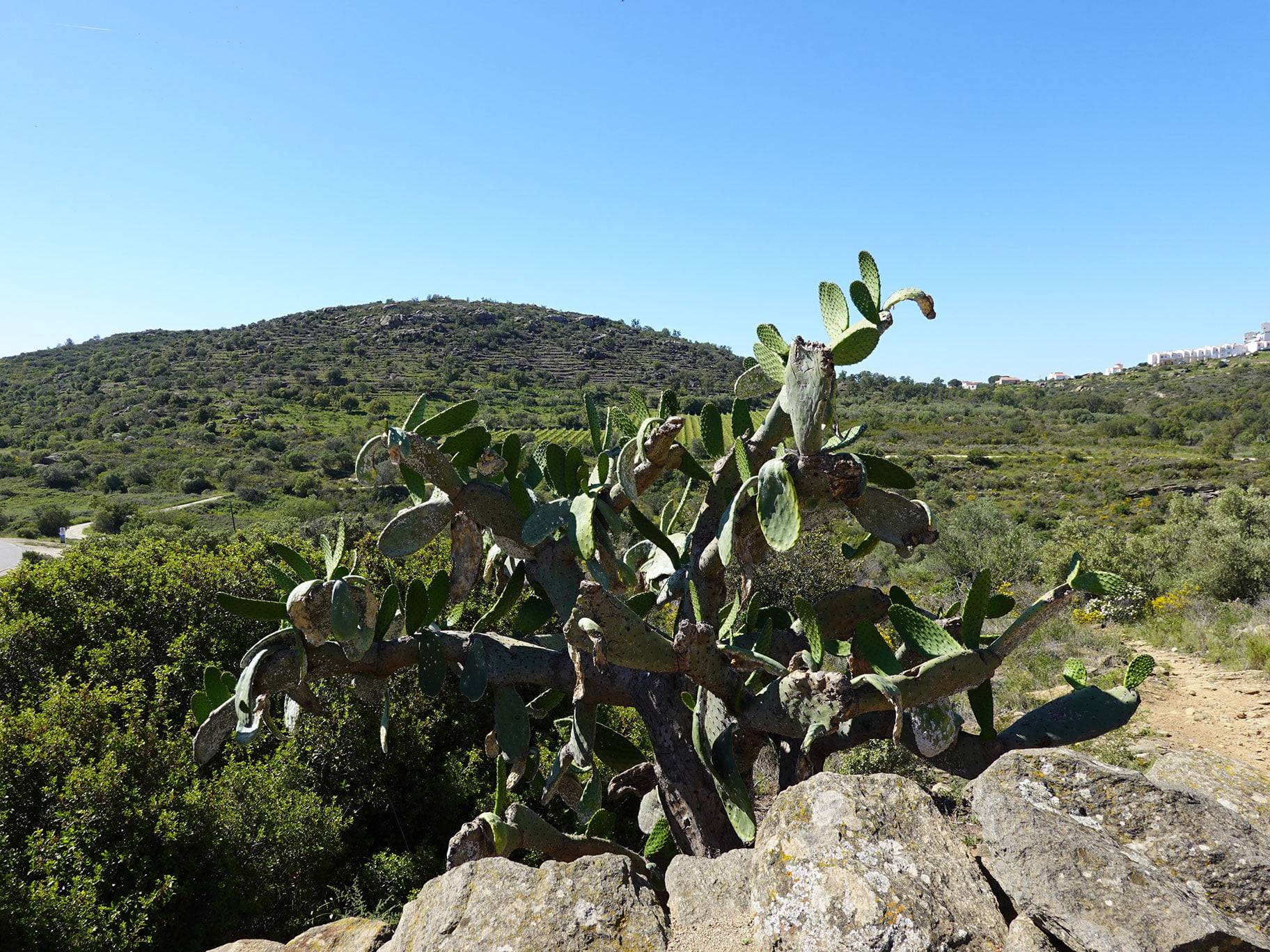 El Megalitic - Rosas