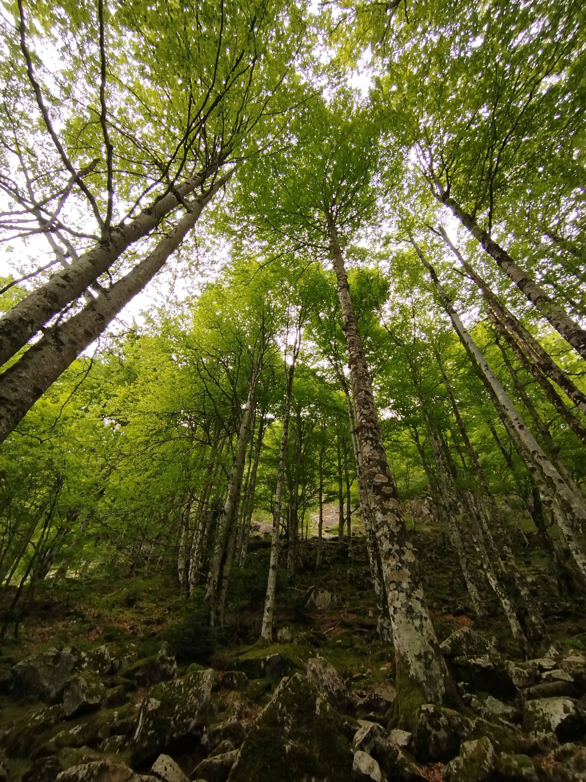 Cascades d'Ars et étang de Guzet
